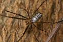 Leucage_granulata_D7701_Z_90_The Gap_Australie